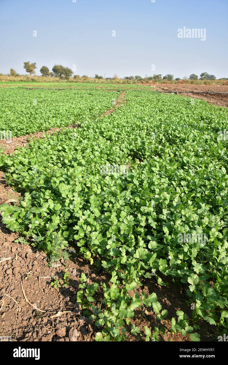Coriander crop hires stock photography and images Alamy
