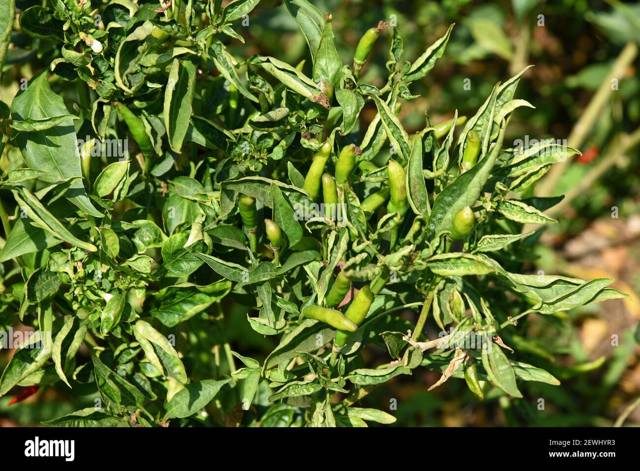 Chili pepper field hires stock photography and images Alamy