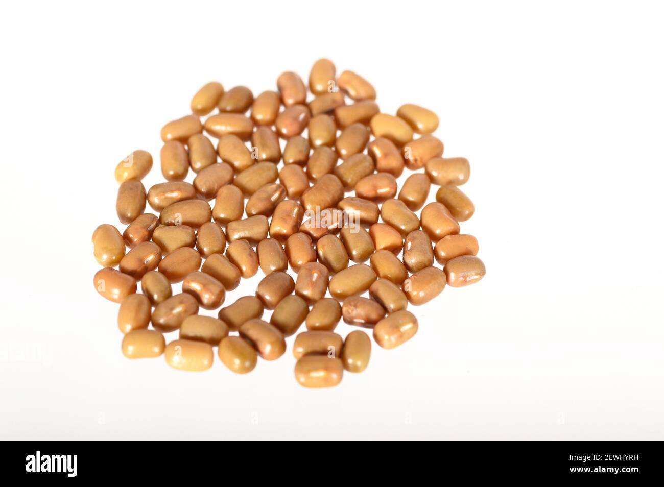 Closeup Of Moth Beans, Indian name Matki, Closeup of moth beans a