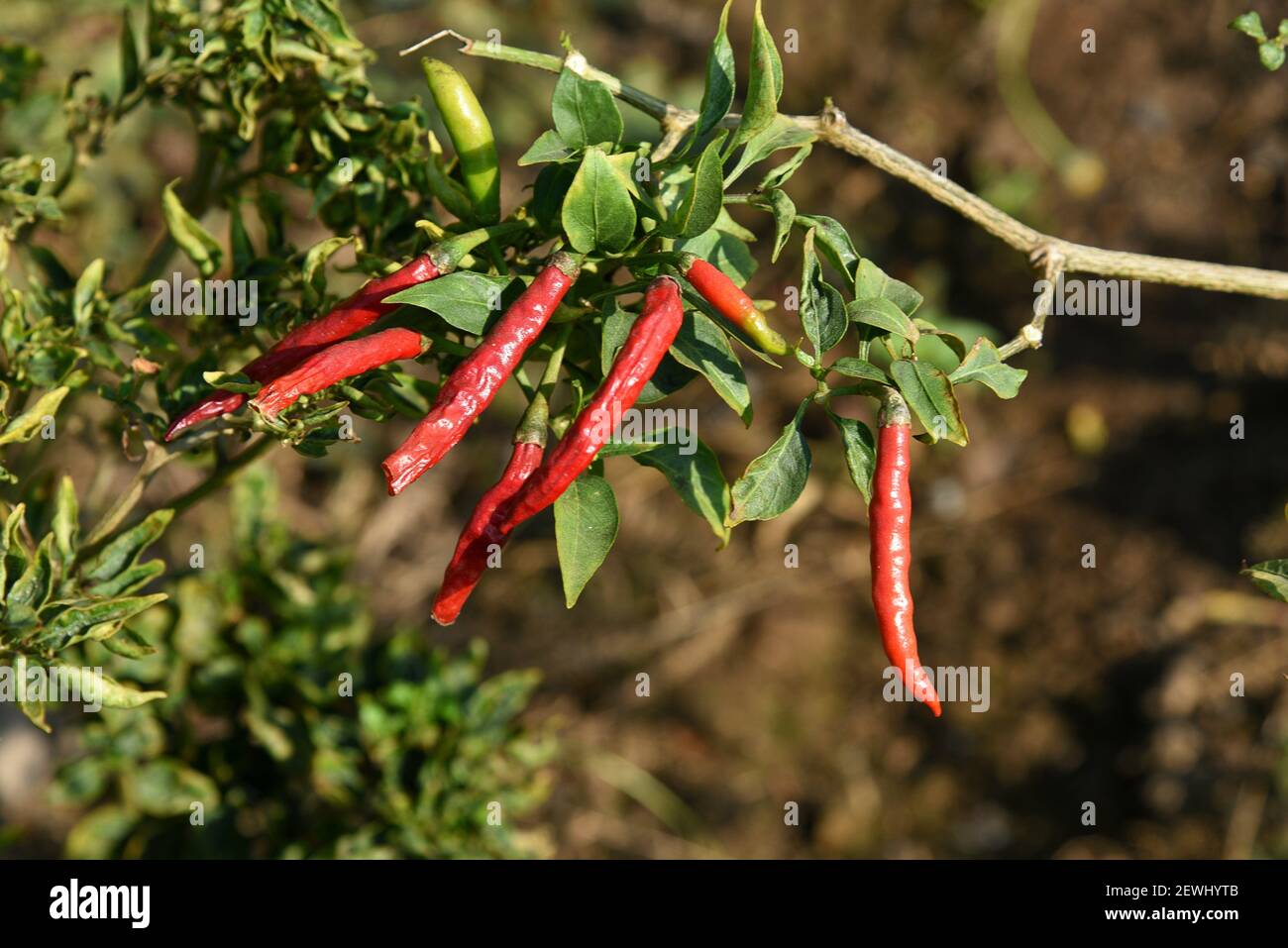 Chili pepper field hires stock photography and images Alamy