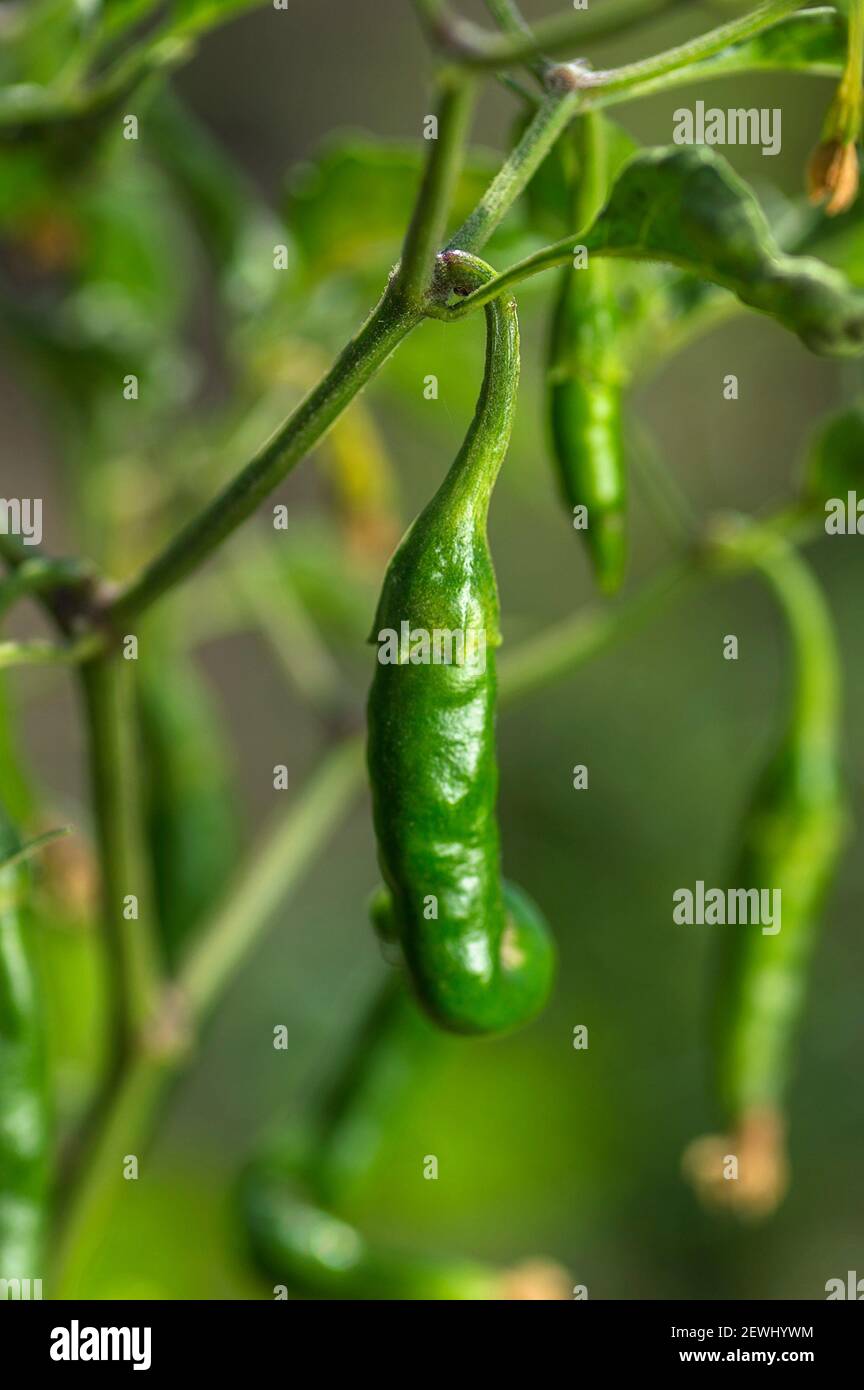closeup of Green organic chili pepper on young plant at farm field