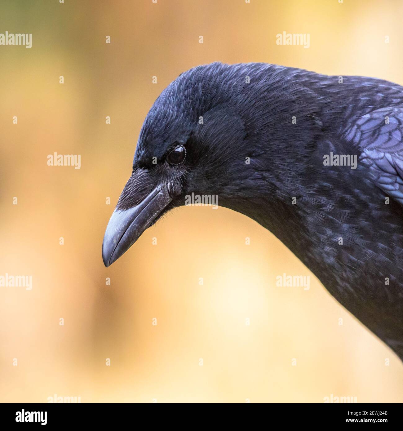Carrion crow (Corvus corone) black bird portrait of head and looking at camera. Wildlife in nature. Netherlands Stock Photo