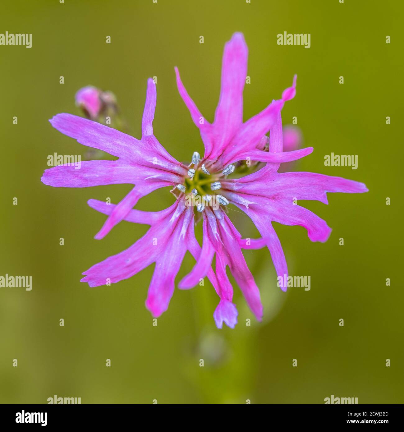 Flower Close up of beautiful ragged-robin (Silene flos-cuculi) purple spring flower. This jewel of the meadow can be found in mesotrophic grassland in Stock Photo