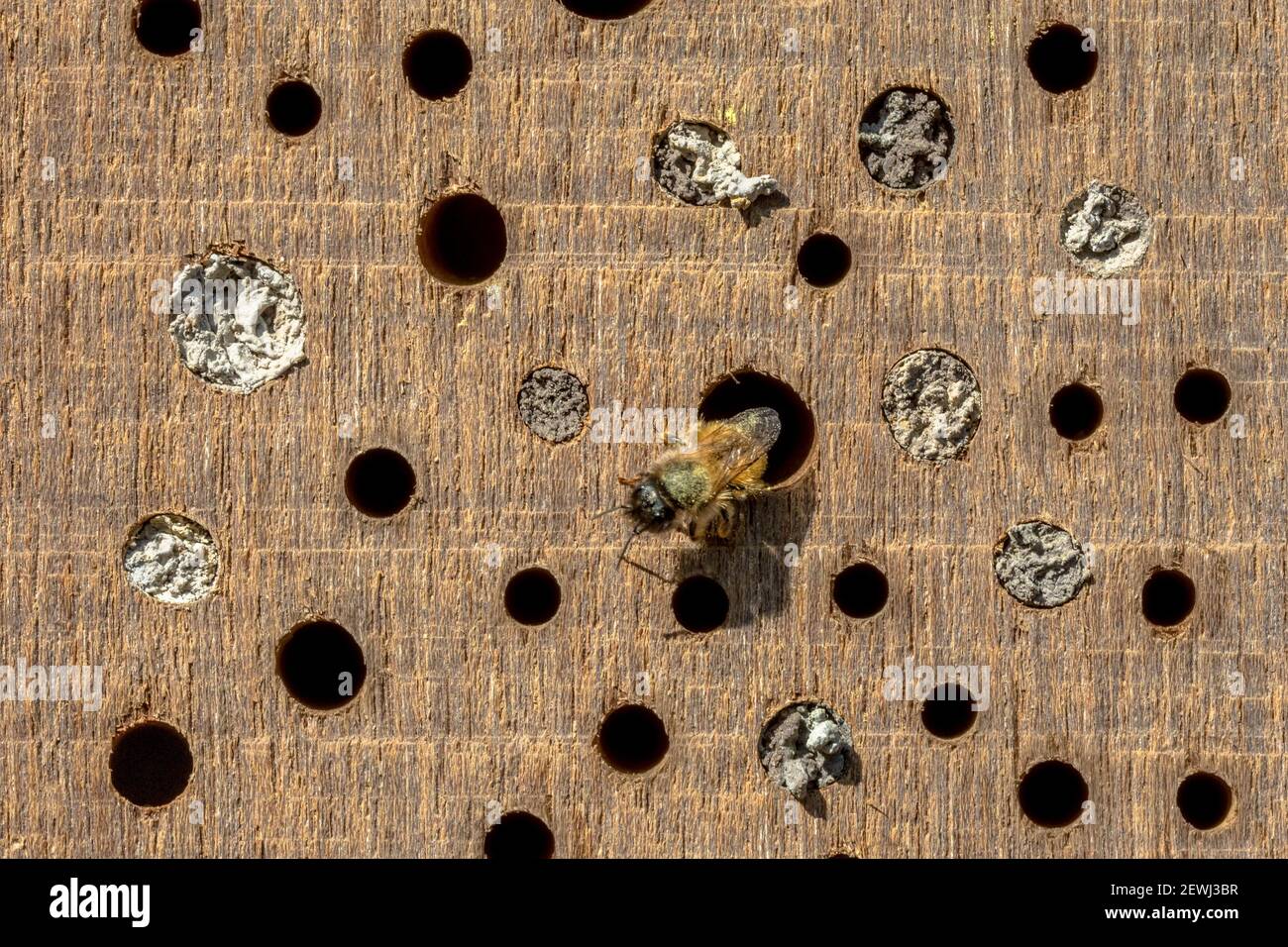 Wild bee building nest in insect hotel in wooden log. teh Netherlands. Wildlife scene in nature of Europe Stock Photo