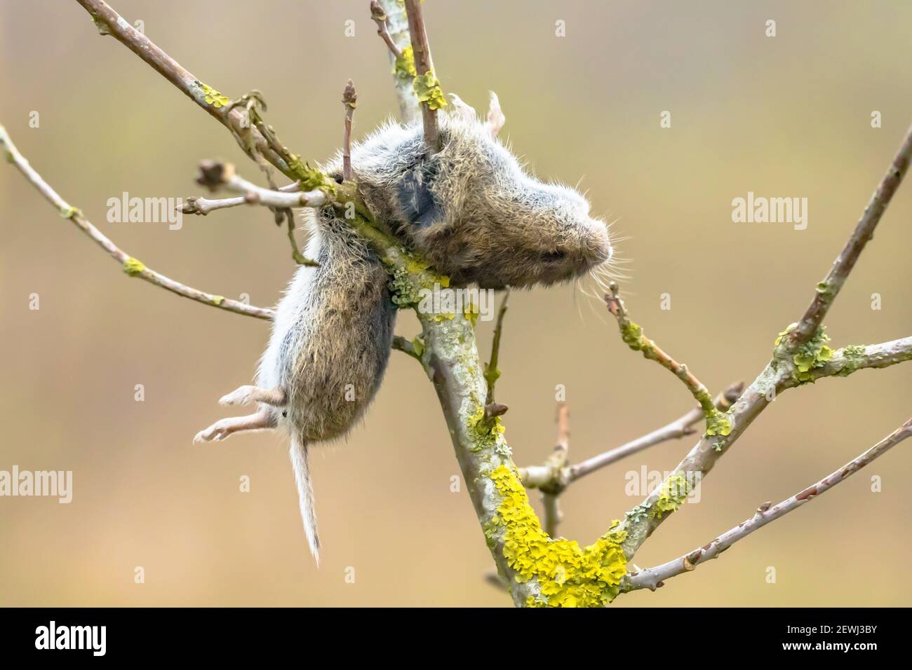 Vole mouse impaled on thorn by the great grey shrike (Lanius excubitor). This is a large songbird species in the shrike family. Typically, at least ha Stock Photo