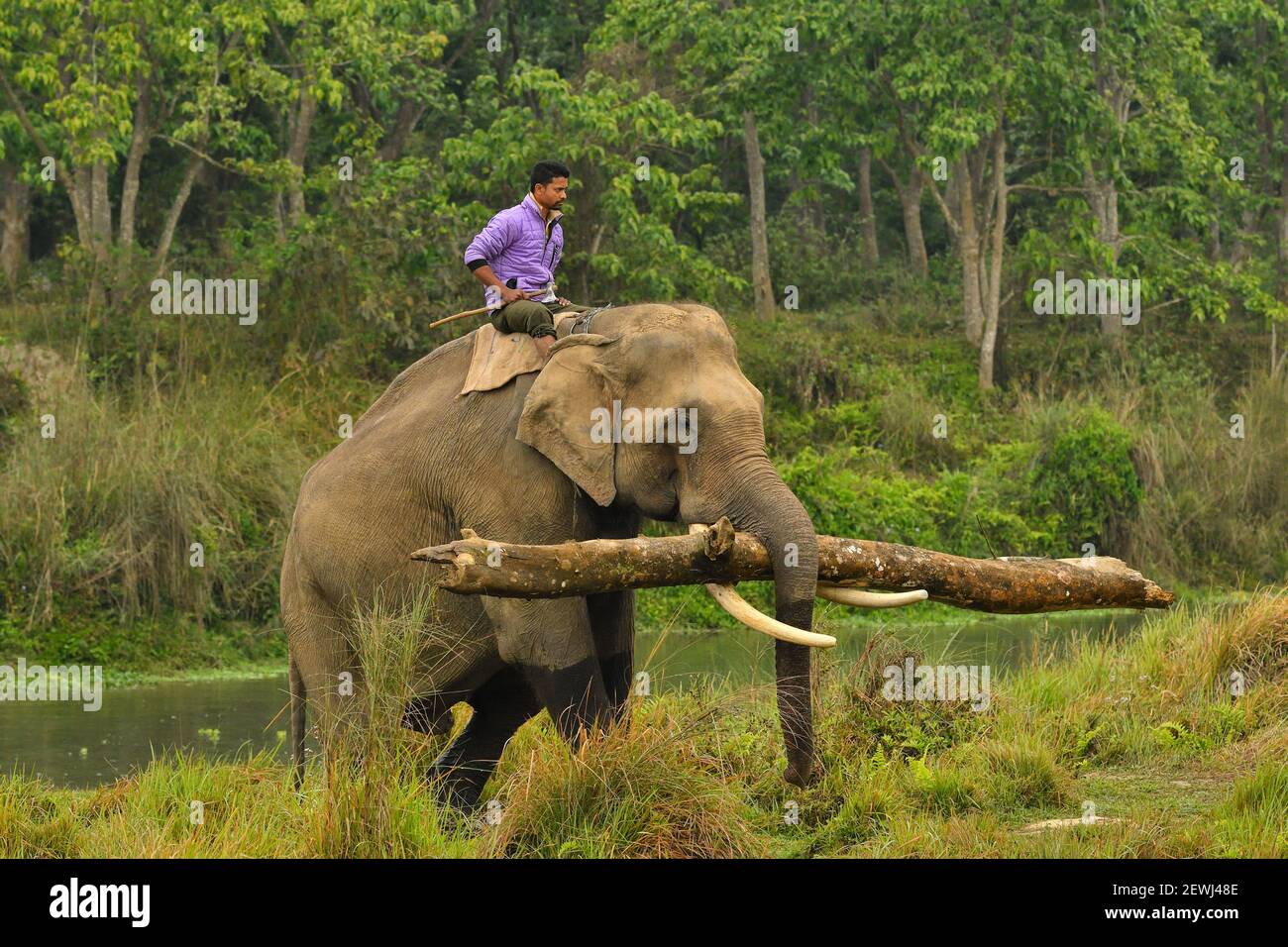 Asiatic Elephant, Elephas maximus With Mahout Carrying timber from