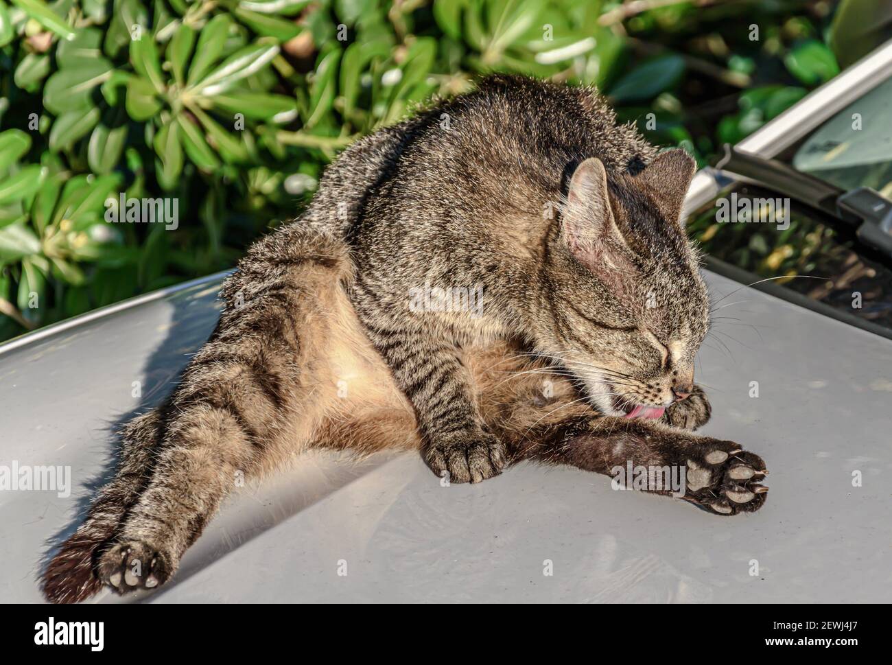 Cat Licks Herself Stock Photo Alamy cat-licks-herself-stock-photo-alamy