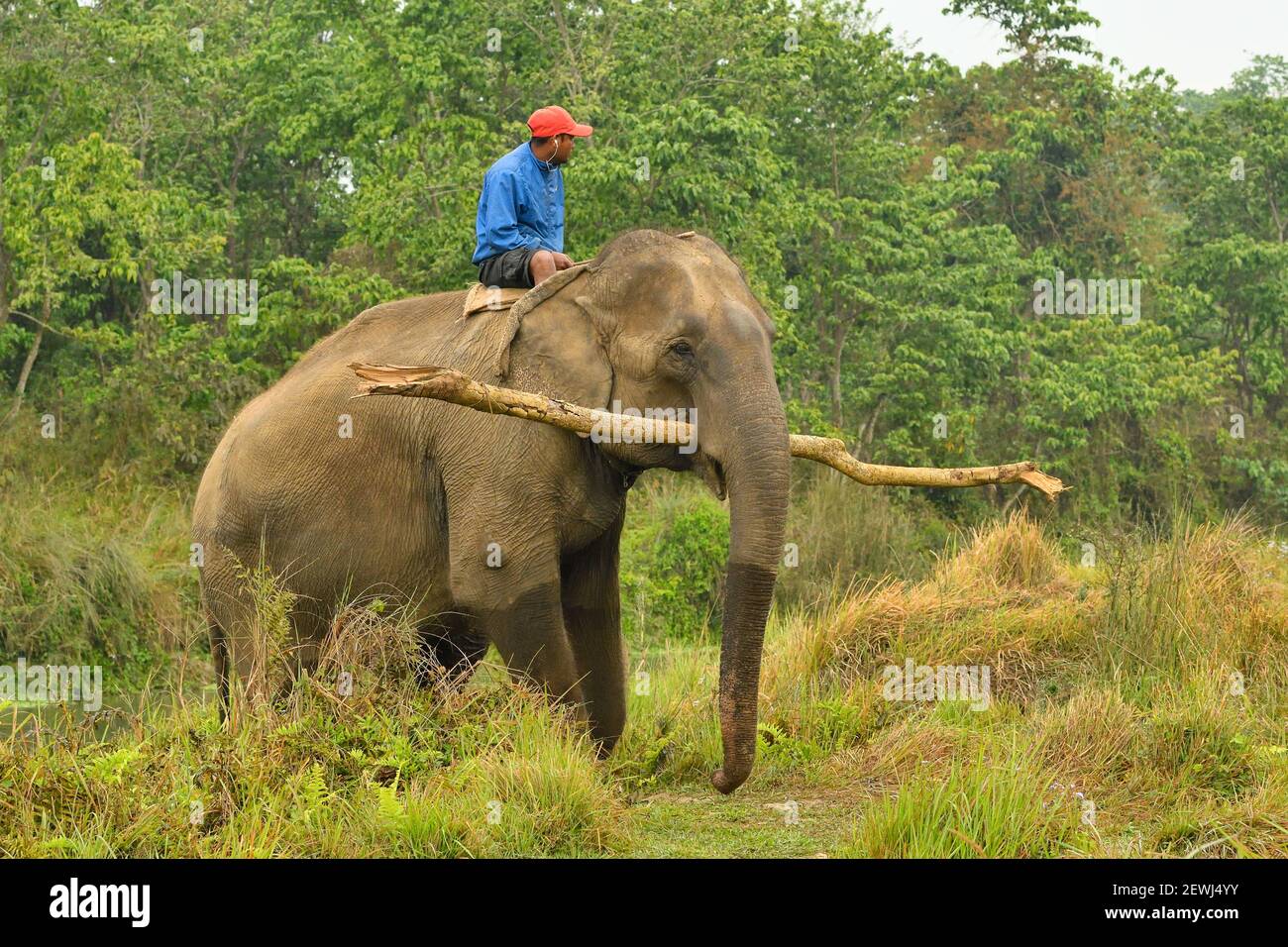 Asiatic Elephant, Elephas mximus with mahout Carrying timber from
