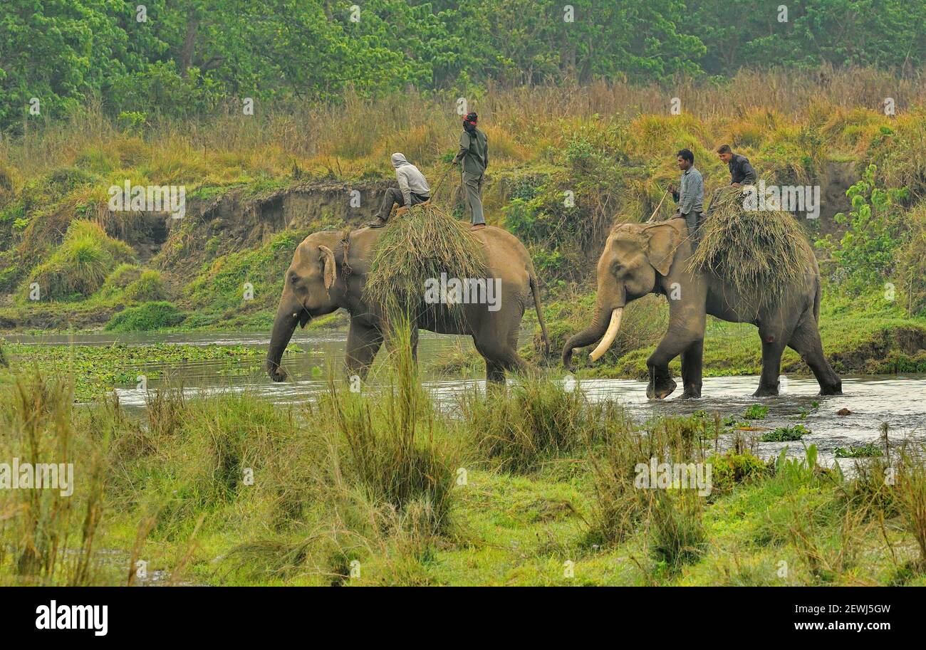 Asiatic Elephants, Elephas maximus with Mahouts Carrying grass for