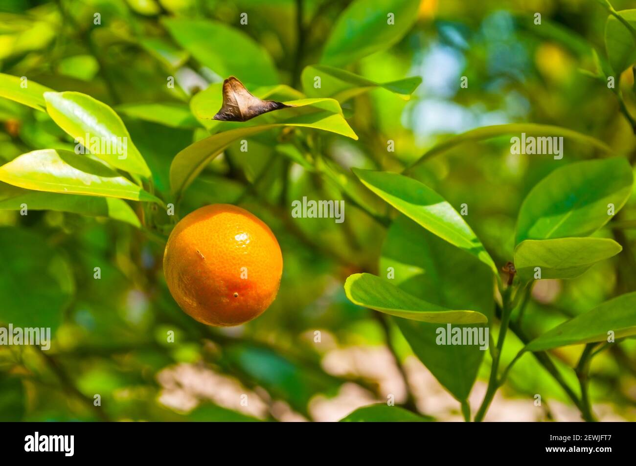 Kumquat fruit, fortunella japonica in summer garden, closeup Stock Photo