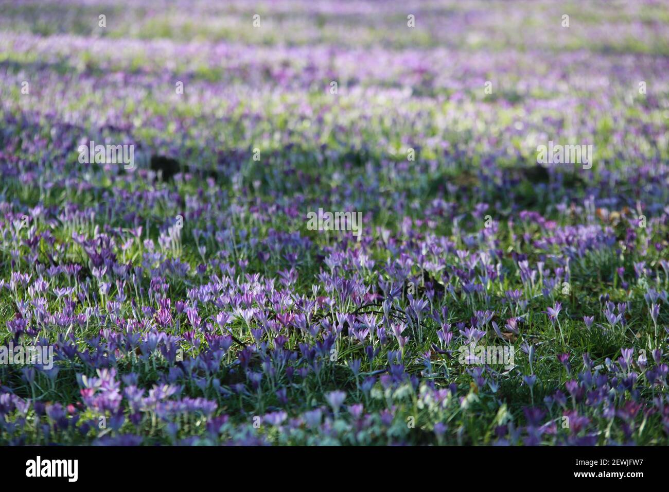 Crocus carpet on a meadow in the park Stock Photo