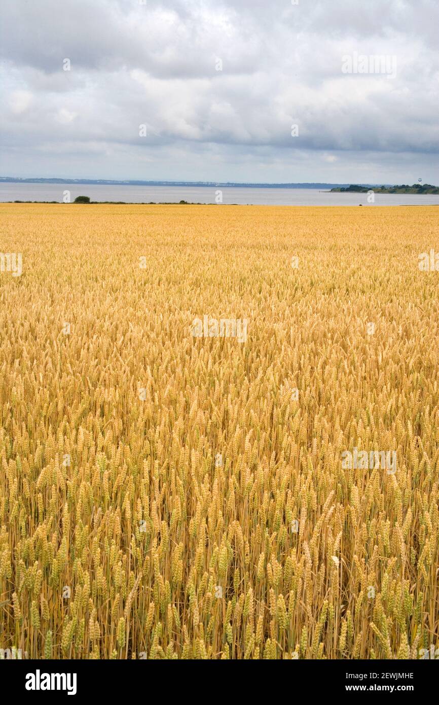 crops growing at hale head on the banks of the mersey river Stock Photo