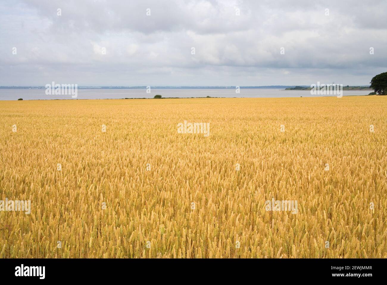 crops growing at hale head on the banks of the mersey river Stock Photo
