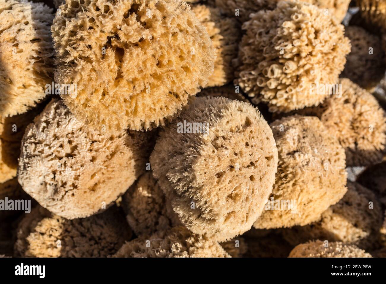 Natural Sea Sponges