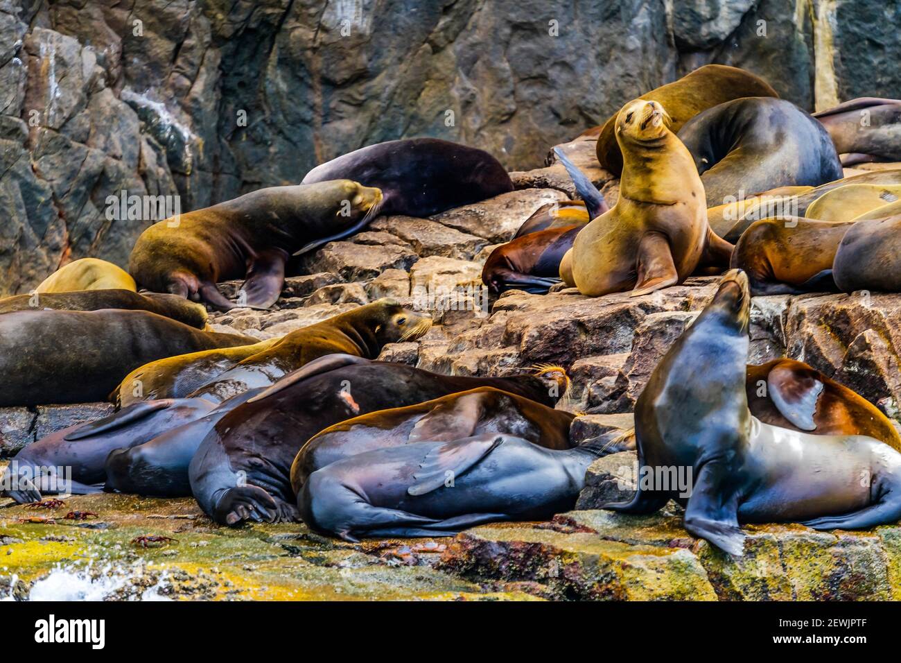 California Sea Lions Cabo San Lucas Baja Mexico. Native to Americas