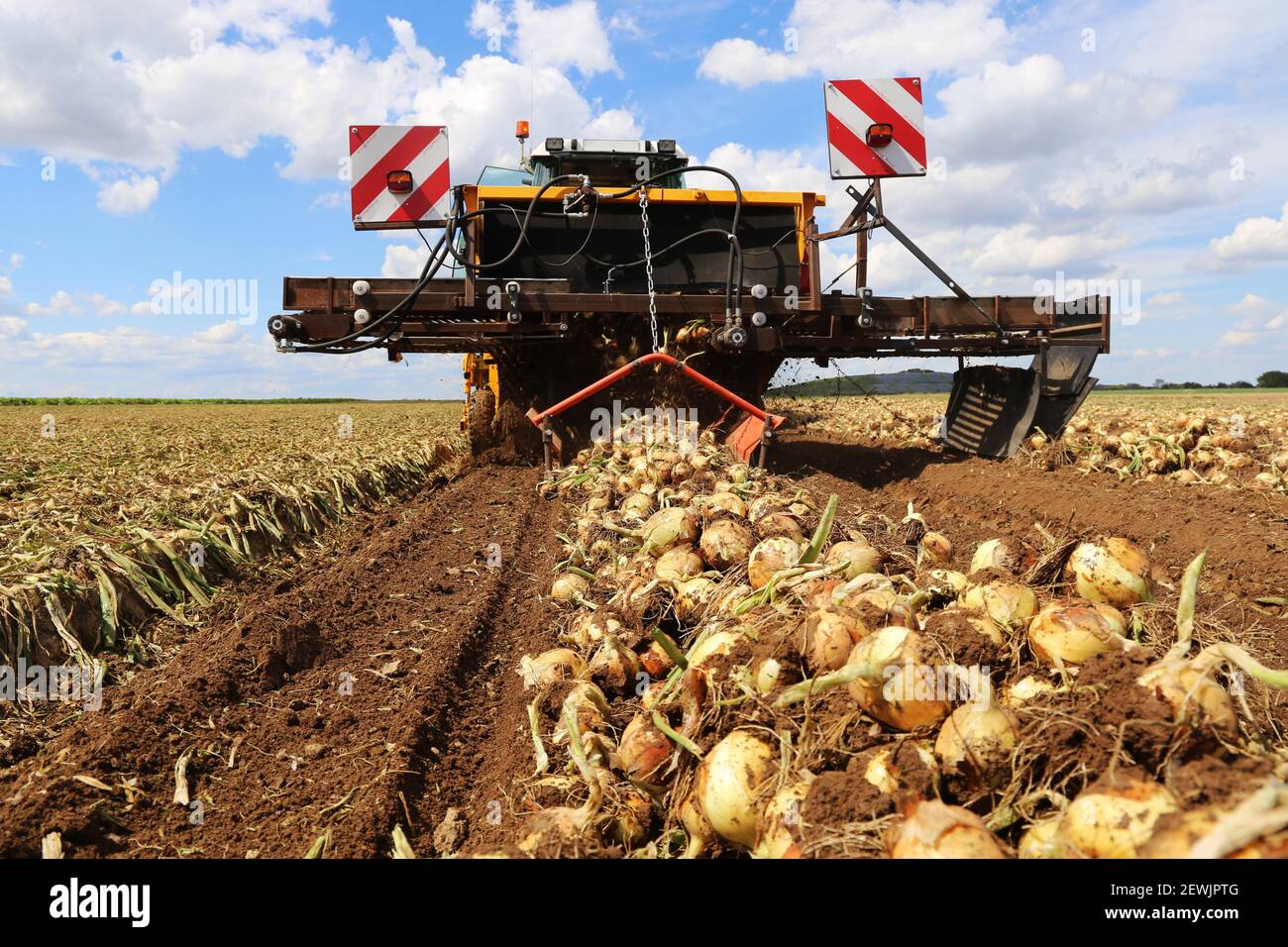 Agricultural bulb harvest Stock Photo Alamy