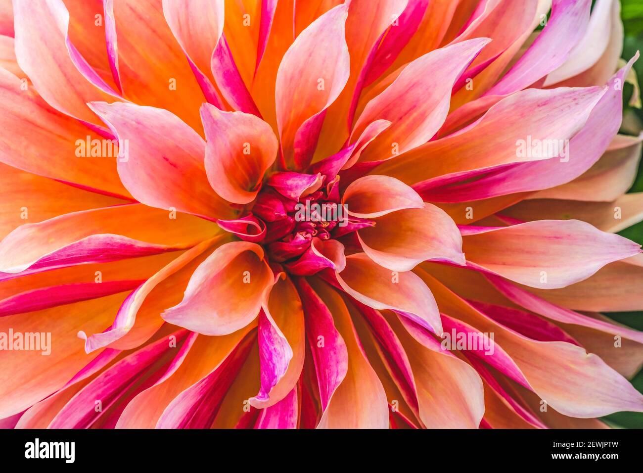 Coral Apricot Pink Rose Peach Dinnerplate AA Dahlia Blooming Macro