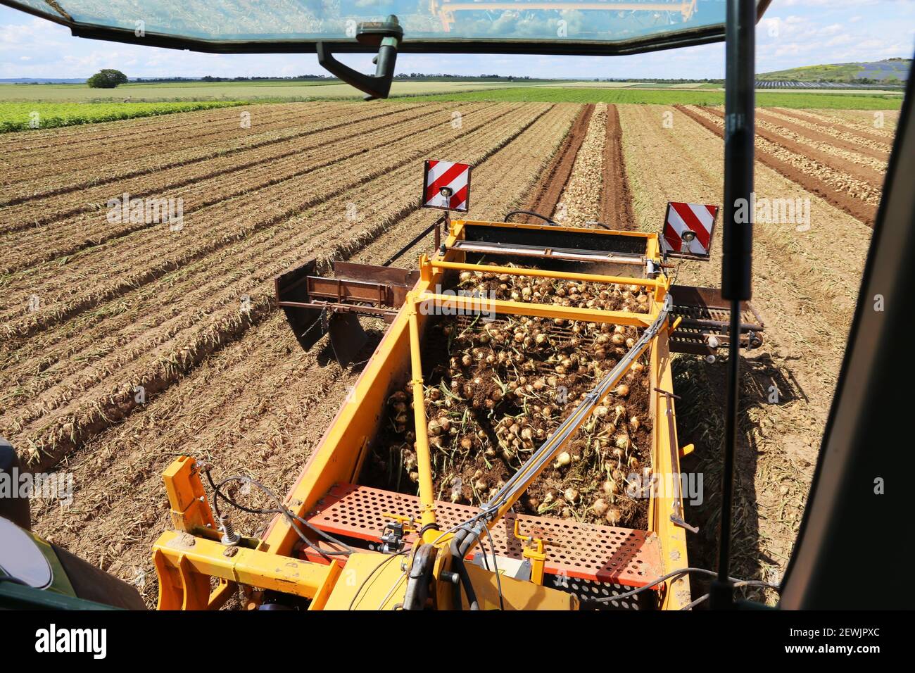 Agricultural bulb harvest Stock Photo Alamy