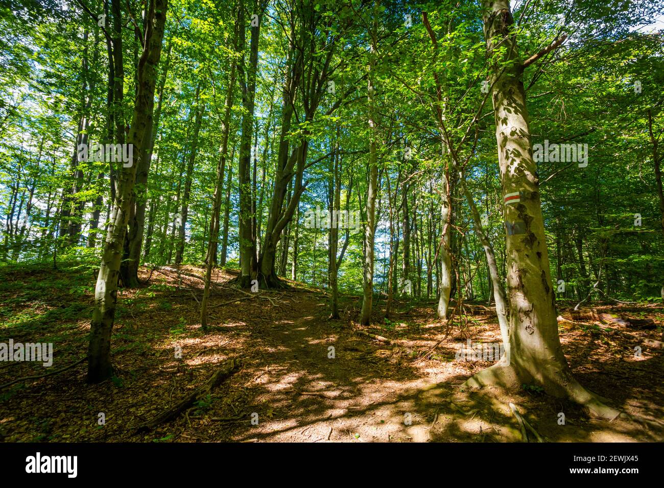 Beautiful woods photo taken in polish Bieszczady mountains during summer. Trail from Ustrzyki via Carynska Meadow to Brzegi, Bieszczadzki Park Narodow Stock Photo