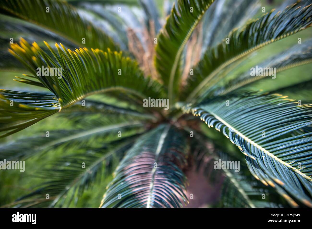 Close up of green branches of an Egyptian palm tree in the garden Stock
