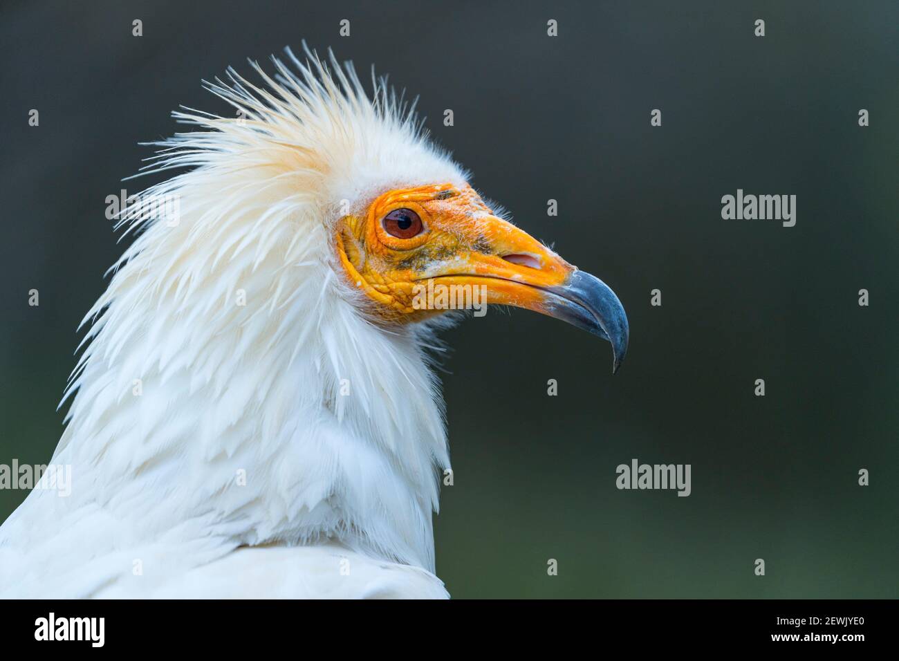 Detail of the head of an Egyptian Vulture (Neophron percnopterus). White scavenger vulture or pharaoh's chicken. In Spanish Alimoche común, abanto,â. Stock Photo