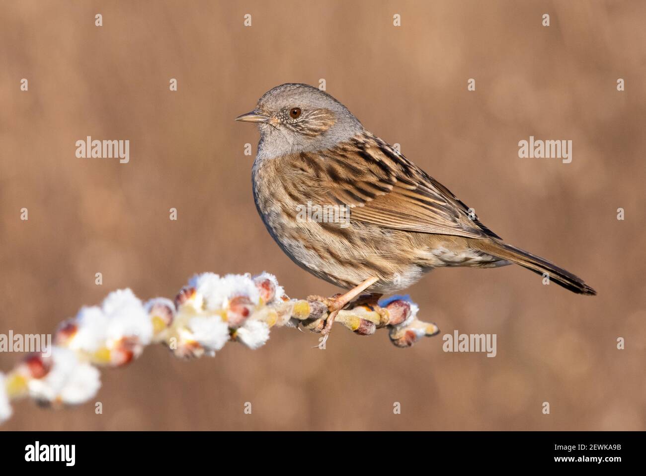 Dunnock (Prunella modularis), side vie wof an adult perched on a branch, Campania, Italy Stock Photo