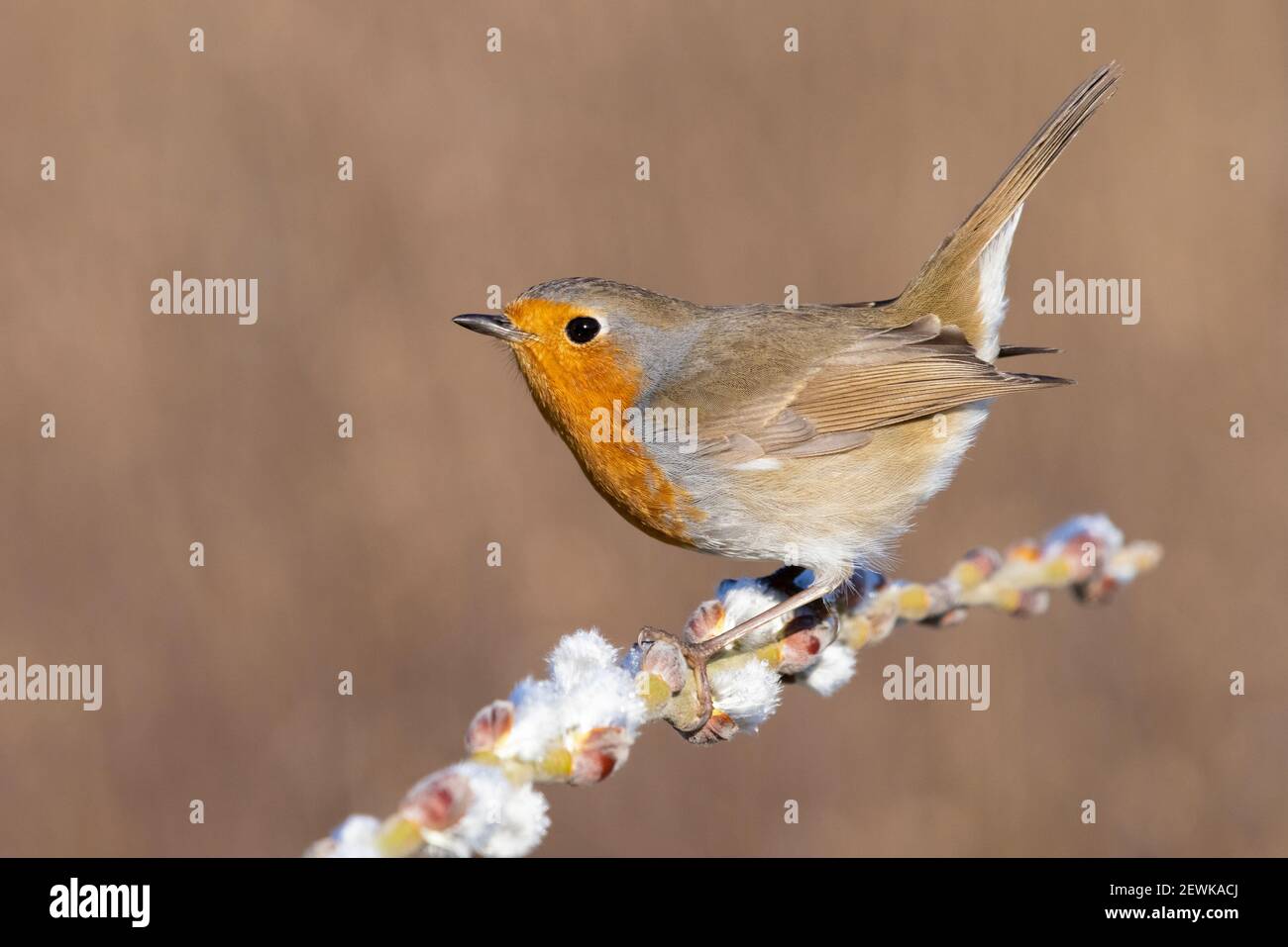 European Robin (Erithacus rubecula), side view of an adult perched on a branch, Campania, Italy Stock Photo