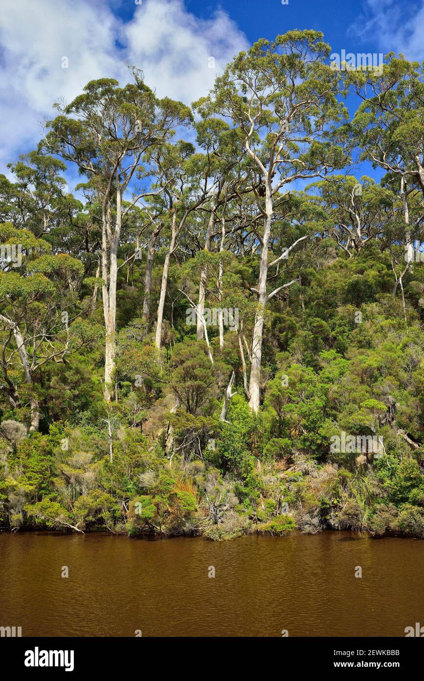 Arthur River, Tarkine, North West, Tasmania (Australia) Stock Photo