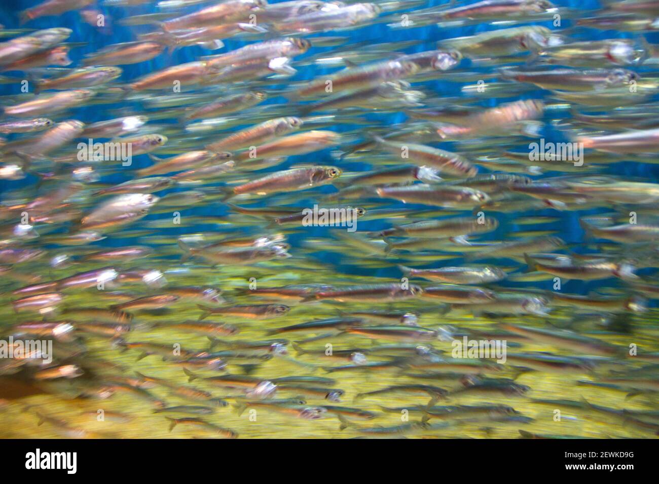 Anchovies swimming hires stock photography and images Alamy