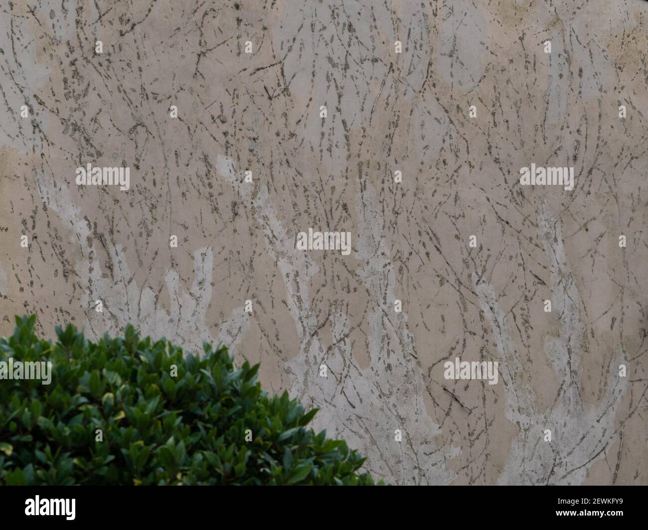 Trails of climber showing on rendered wall in Westbury, Wiltshire, England, UK. Stock Photo