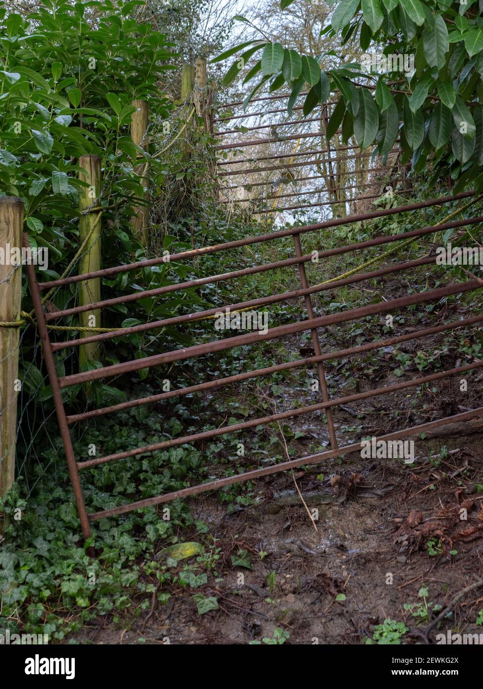 Two, seven bar metal farm gates on a muddy track in Penleigh, Westbury, Wiltshire, England, UK. Stock Photo