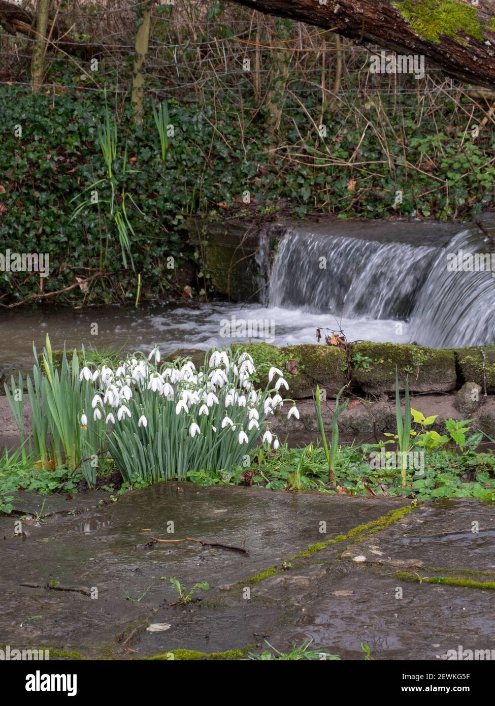 Springtime snowdrops and daffodils amongst paving slabs in front of a small cascade of water in Penleigh, Westbury, Wiltshire, England. UK. Stock Photo