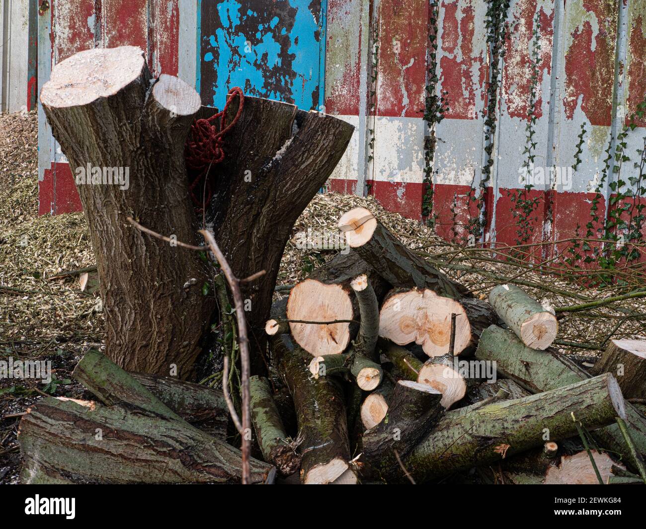 Freshly sawn tree surrounded by resultant logs following ground and site clearance in Dilton Marsh, Westbury, Wiltshire, England, UK. Stock Photo