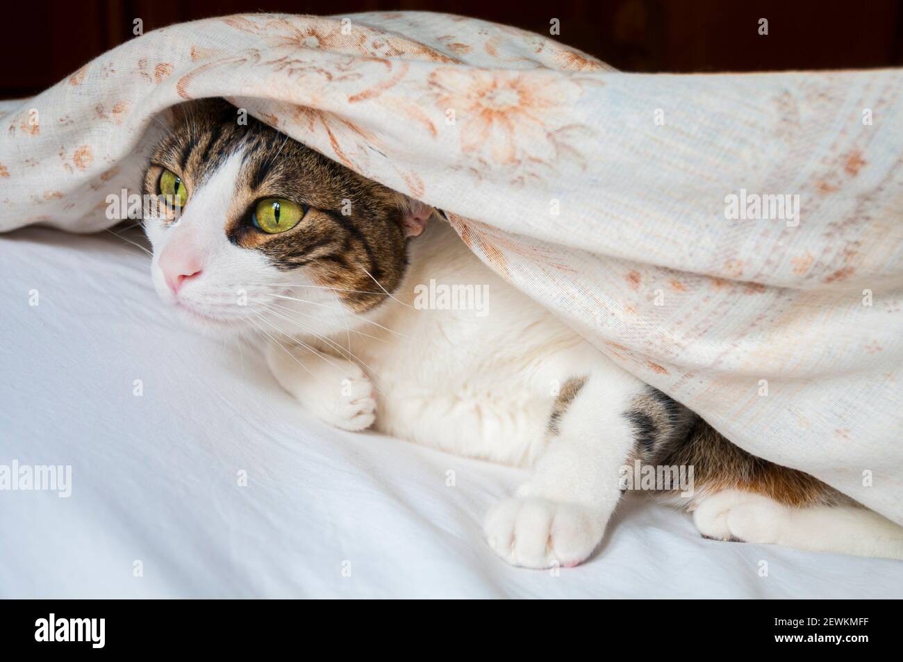 Tabby and white cat hidden under duvet. Stock Photo
