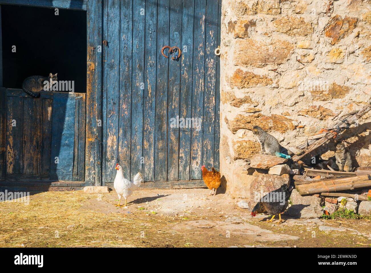 Three cats and three hens in a farm. Pinilla del Valle, Madrid province, Spain. Stock Photo