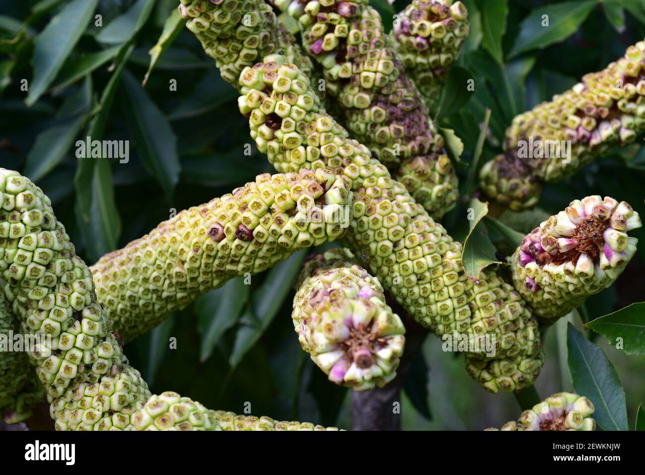 Cabbage tree hires stock photography and images Alamy
