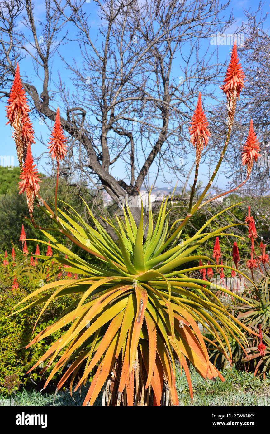 French aloe (Aloe pluridens) is a succulent plant native to South