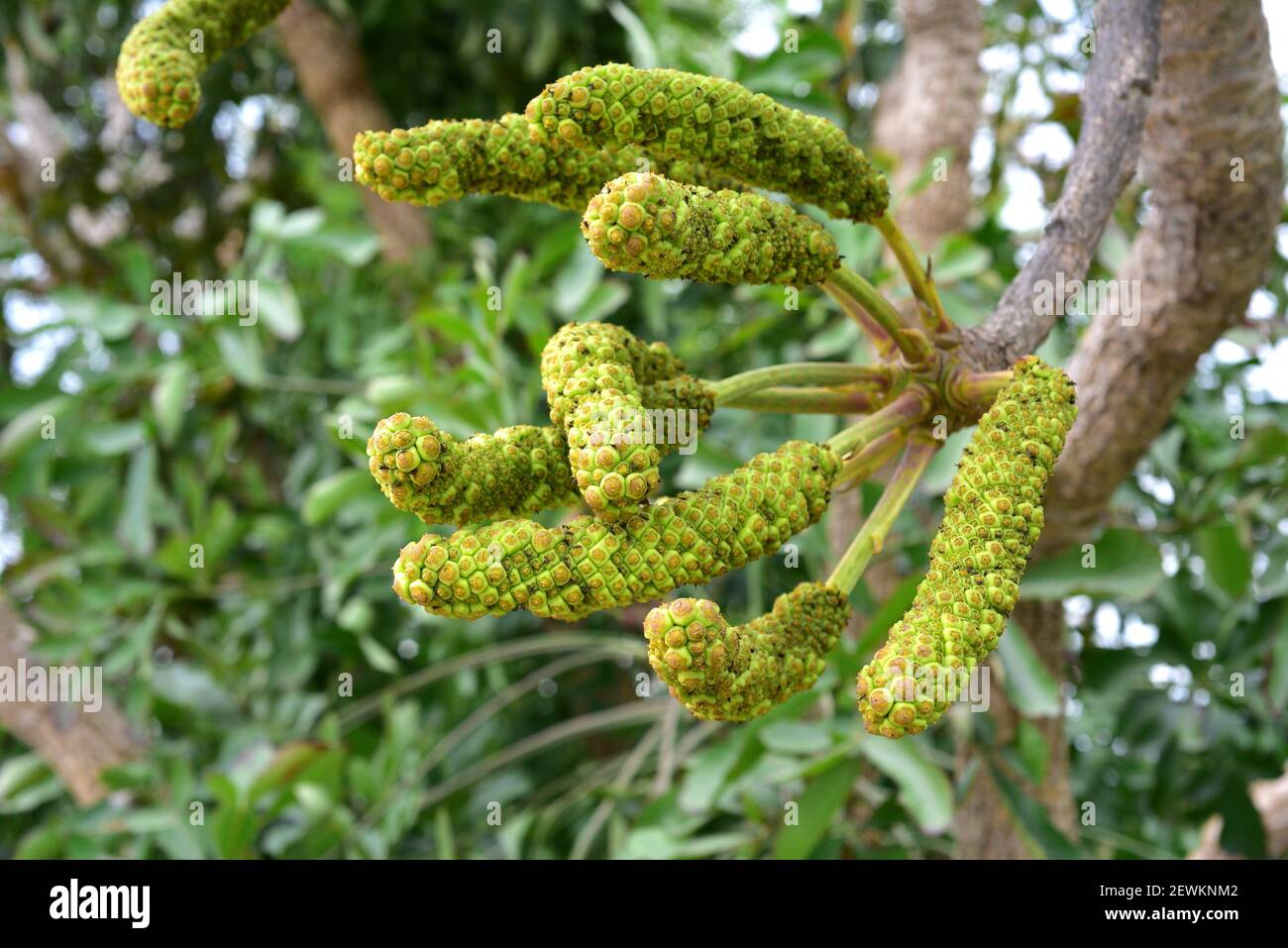 Spiked cabbage tree (Cussonia spicata) is a medicinal evergreen tree native to southeast Africa. Fruits. Stock Photo