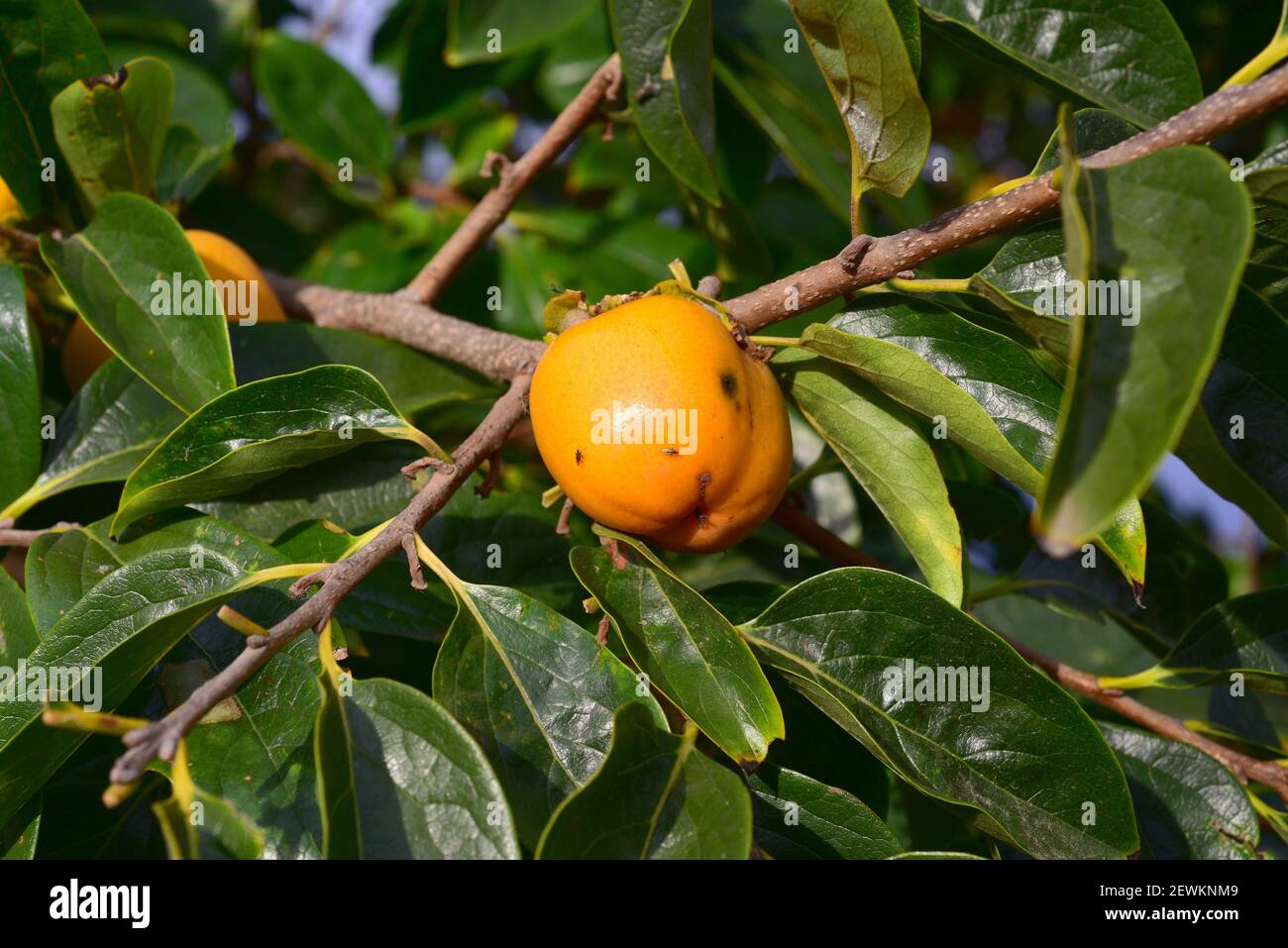 Chinese persimmon or oriental persimmon (Diospyros kaki) is a deciduous tree native to Asia and widely cultivated for its edible fruits. This photo Stock Photo