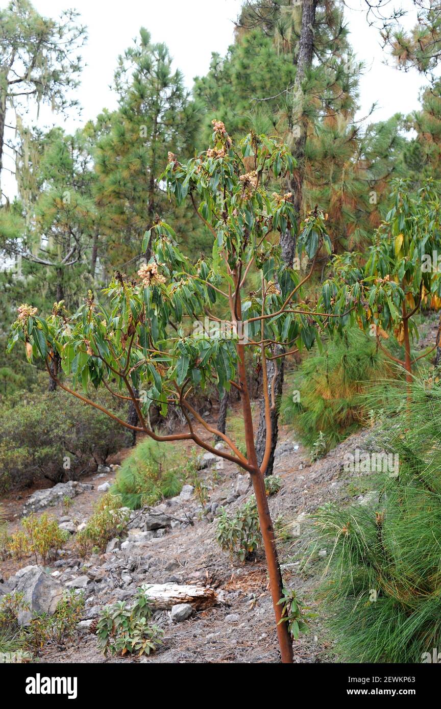 Canary islands strawberry tree hi-res stock photography and images - Alamy