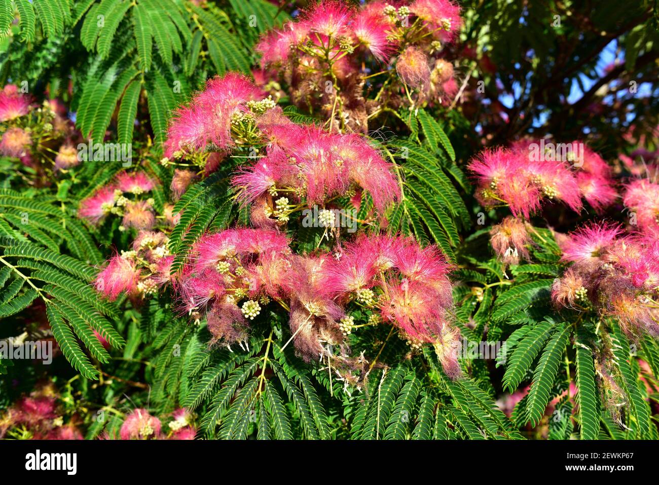 Persian silk tree or pink silk tree (Albizia julibrissin) is an ornamental deciduous tree native to Asia. Flowers and leaves detail. Stock Photo