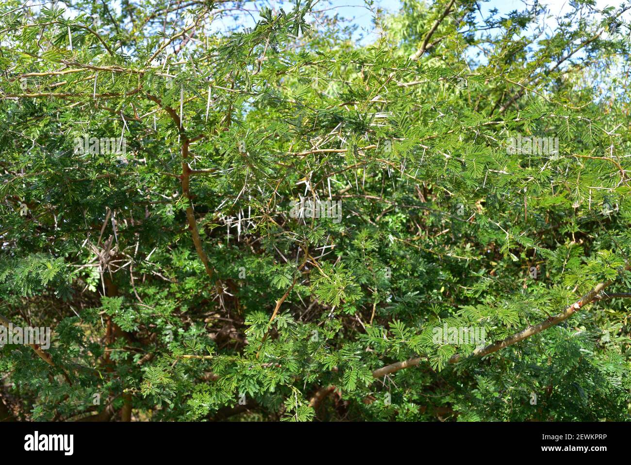 Sweet thorn or karoo thorn (Vachellia karroo, Acacia karroo or Acacia natalitia) is a spiny shrub or small tree native to southern Africa. Stock Photo