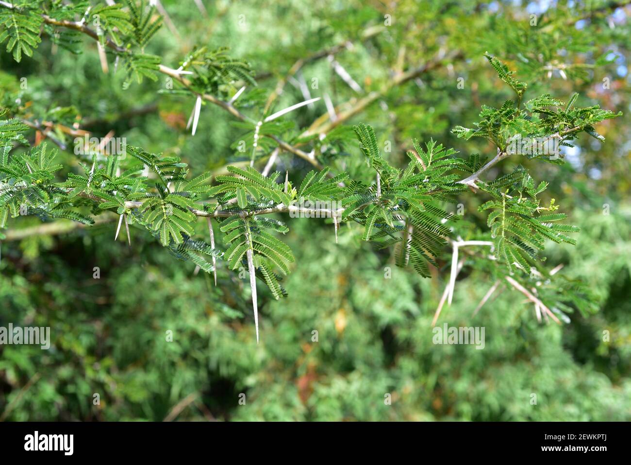 Sweet thorn or karoo thorn (Vachellia karroo, Acacia karroo or Acacia natalitia) is a spiny shrub or small tree native to southern Africa. Spines and Stock Photo