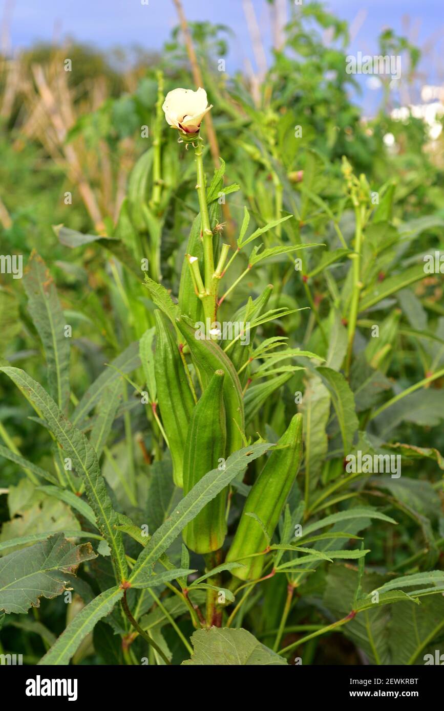 Okra (Abelmoschus esculentus or Hibiscus esculentus) is an annual plant