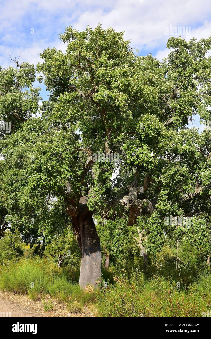 Cork Oak Quercus Suber Is An Evergreen Tree Native To Southwestern Europe And Northwestern Africa This Photo Was Taken In Arribes Del Duero Stock Photo Alamy