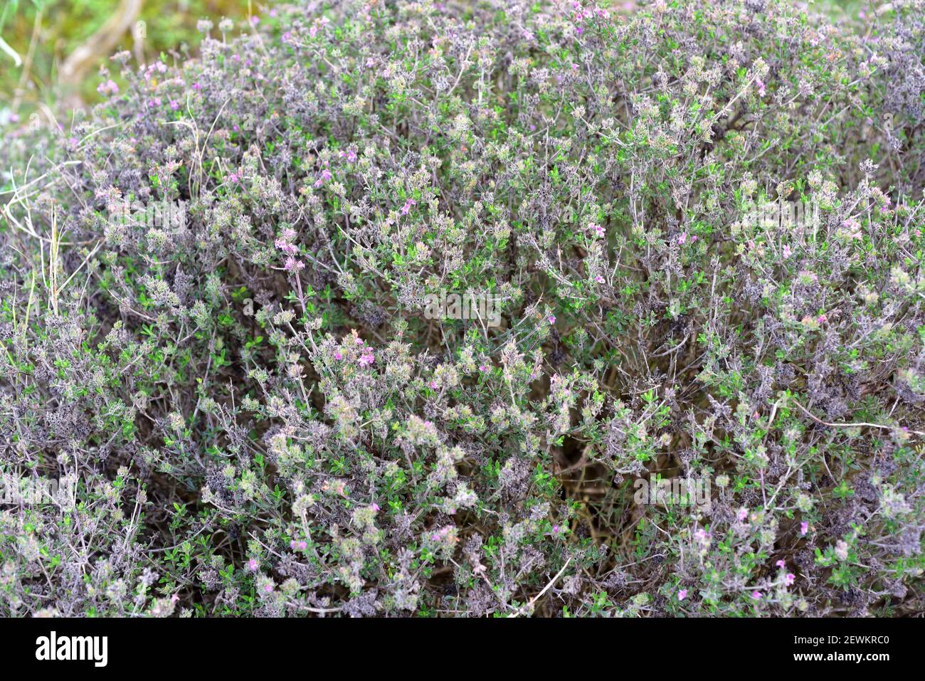 Pink savory or thyme-leaved savory (Satureja thymbra) is an aromatic shrub native to eastern Mediterranean basin. Stock Photo