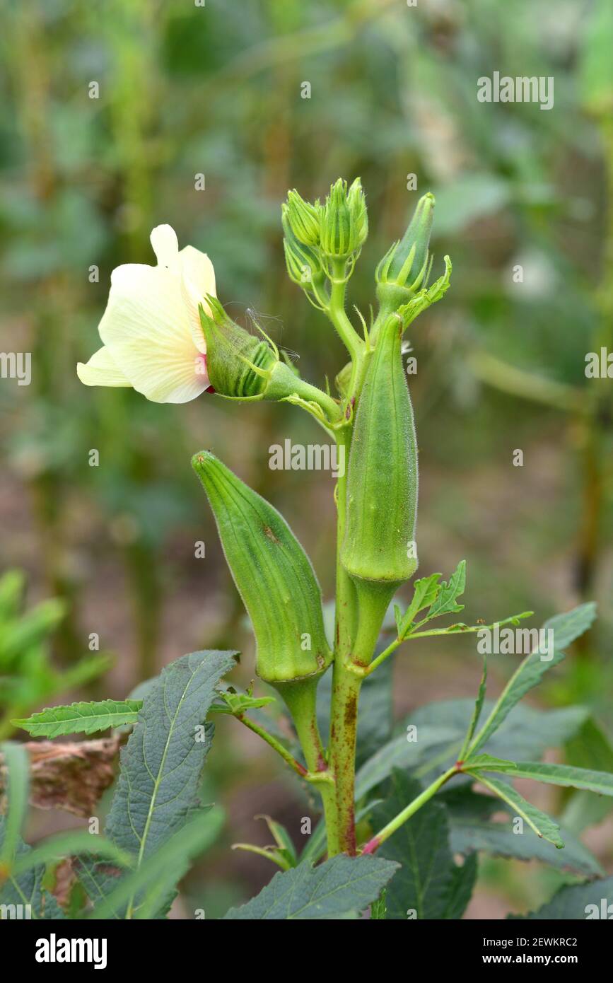 Okra (Abelmoschus esculentus or Hibiscus esculentus) is an annual plant