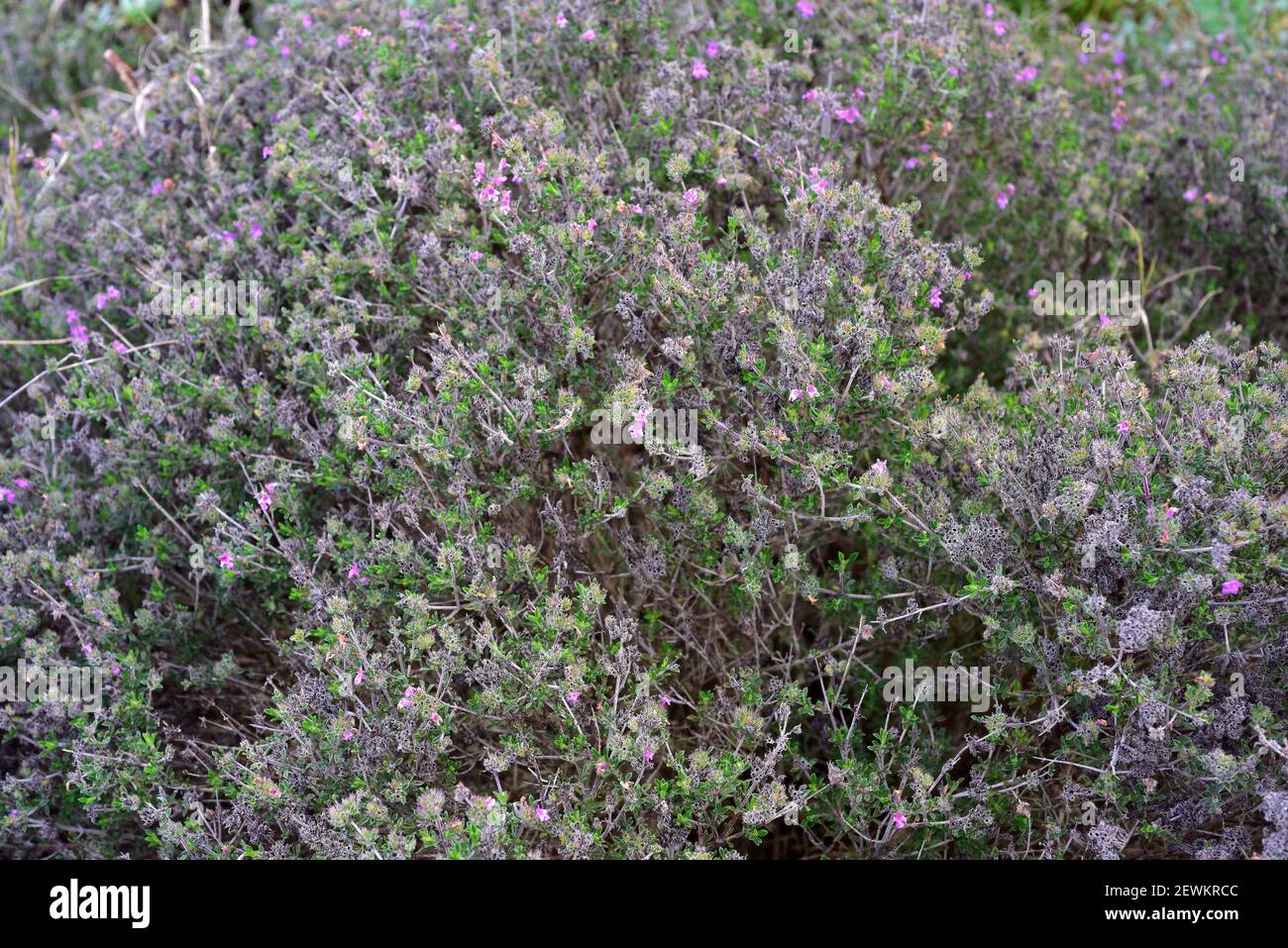 Pink savory or thyme-leaved savory (Satureja thymbra) is an aromatic shrub native to eastern Mediterranean basin. Stock Photo