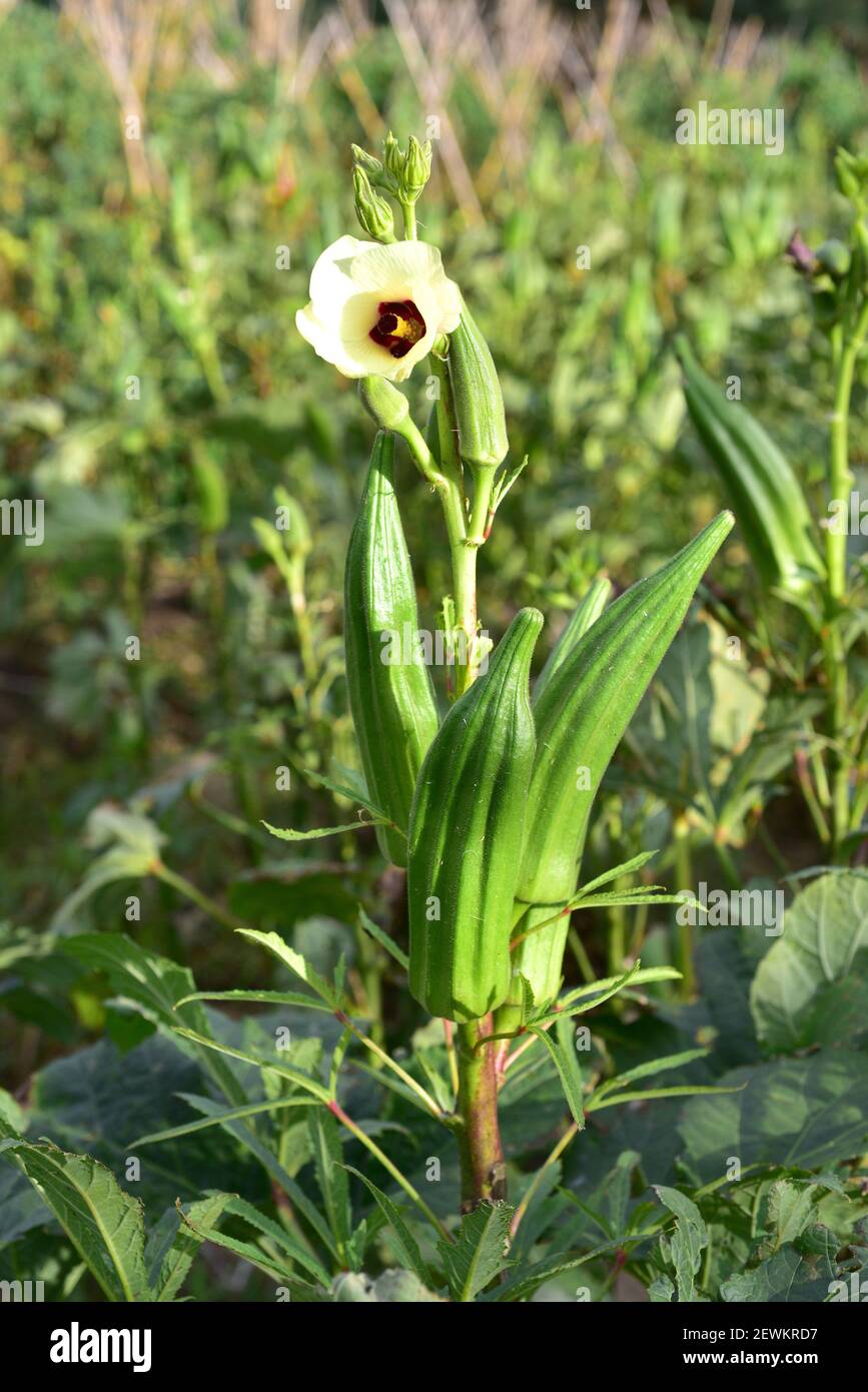 Okra (Abelmoschus esculentus or Hibiscus esculentus) is an annual plant