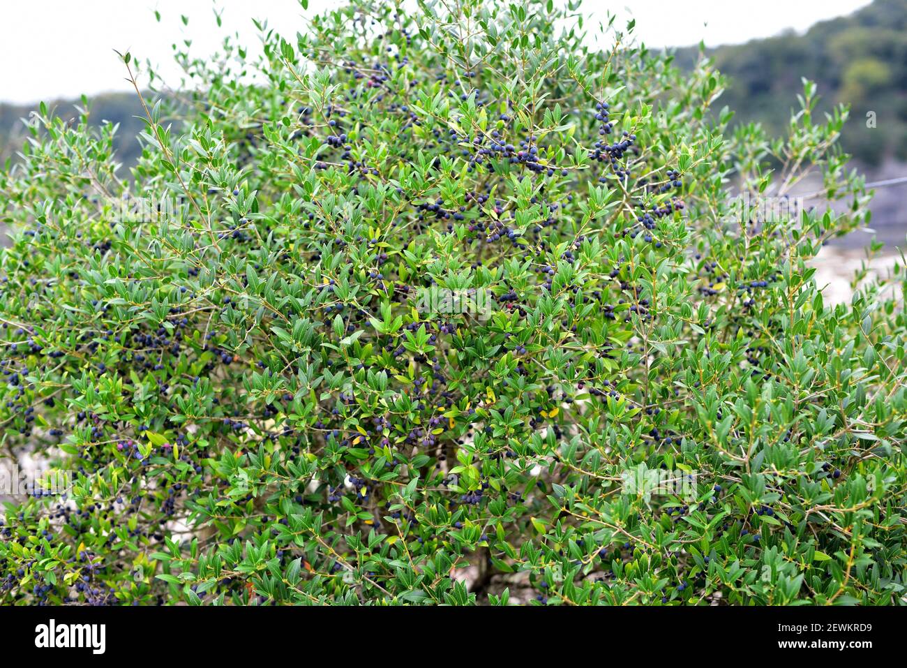 Narrow-leaved mock privet (Phillyrea angustifolia) is an evergreen shrub native to western Mediterranean region: Spain, Portugal, France, Italy and Stock Photo